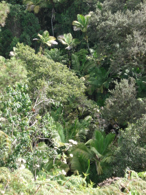 Bosque ribereño nublado Tomas Montilla