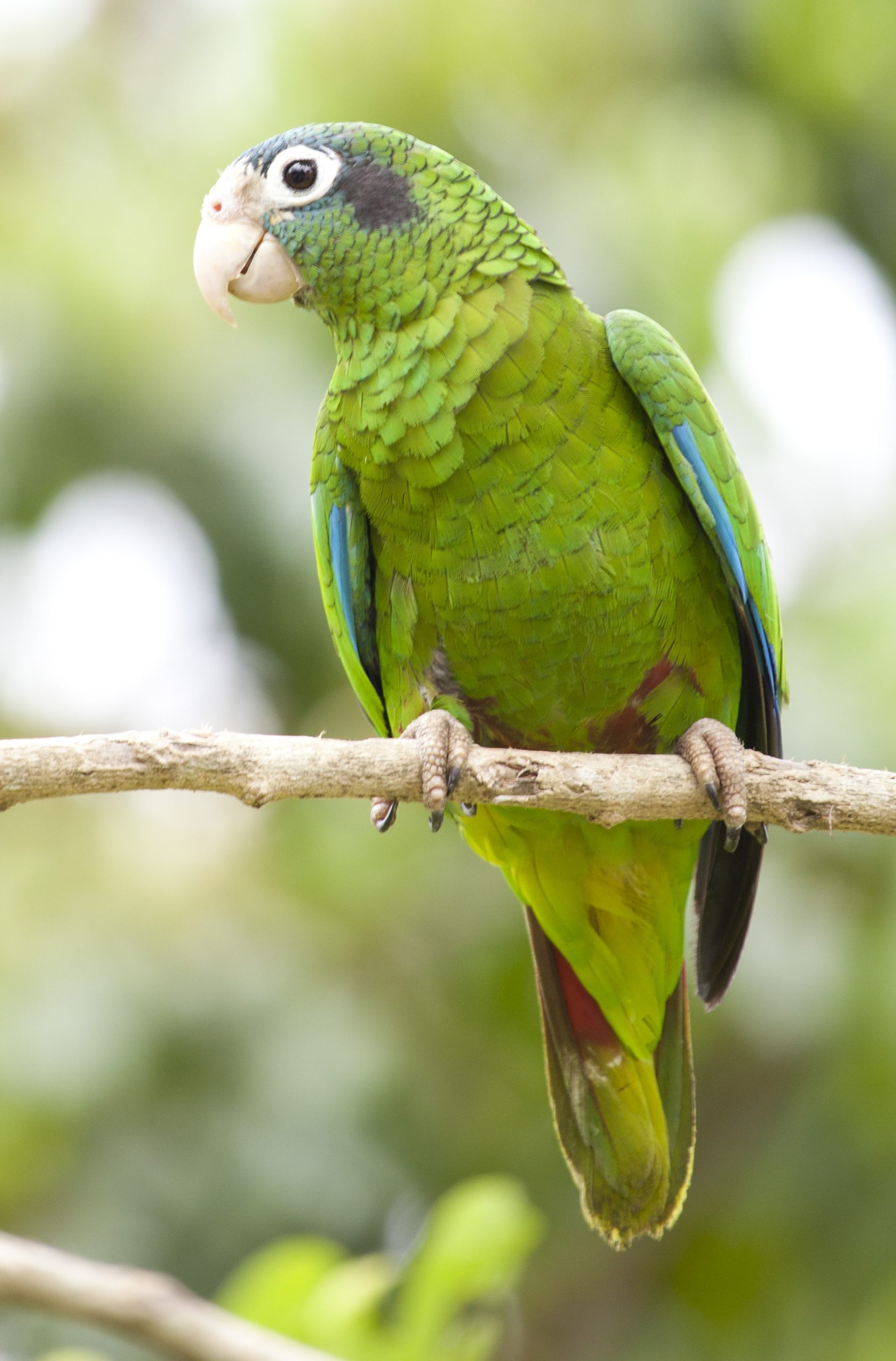 Cotorra (Amazona ventralis)- Jorge Brocca