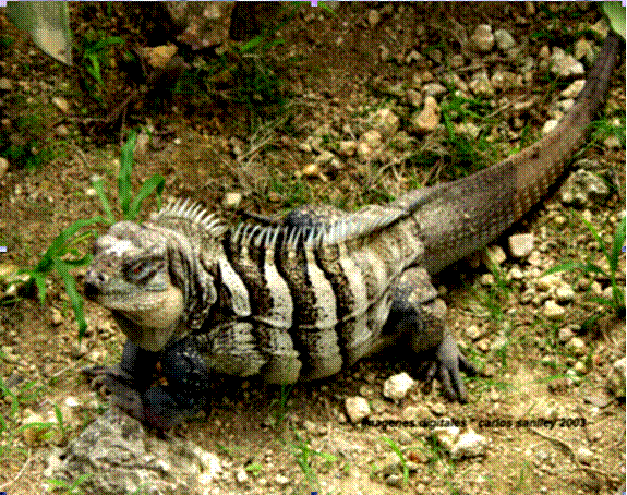 Cyclura Ricordi- Carlos Sanlley