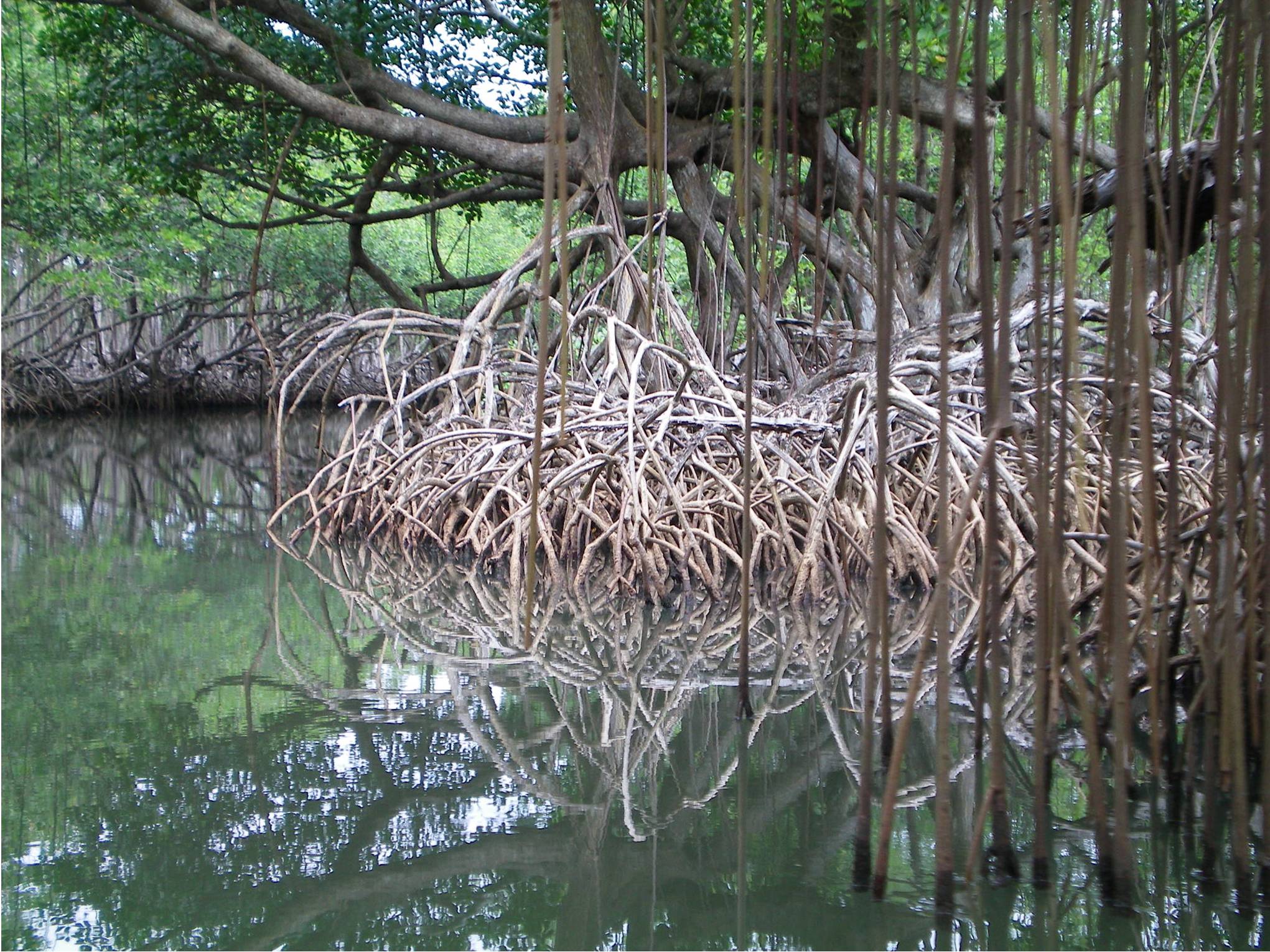 Manglar en el Parque Nacional Los Haitises