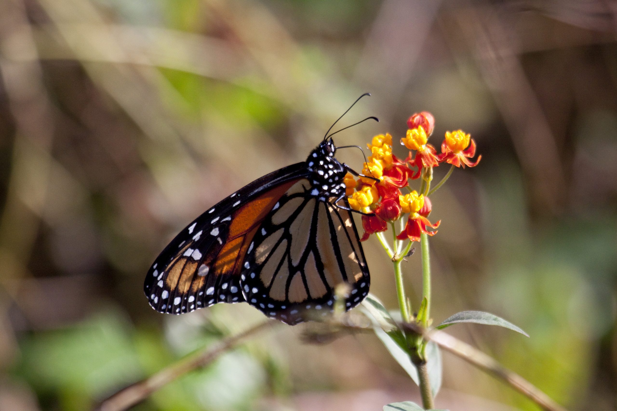 Monarca jamaiquina- Danaus cleophile Jerry Bauer