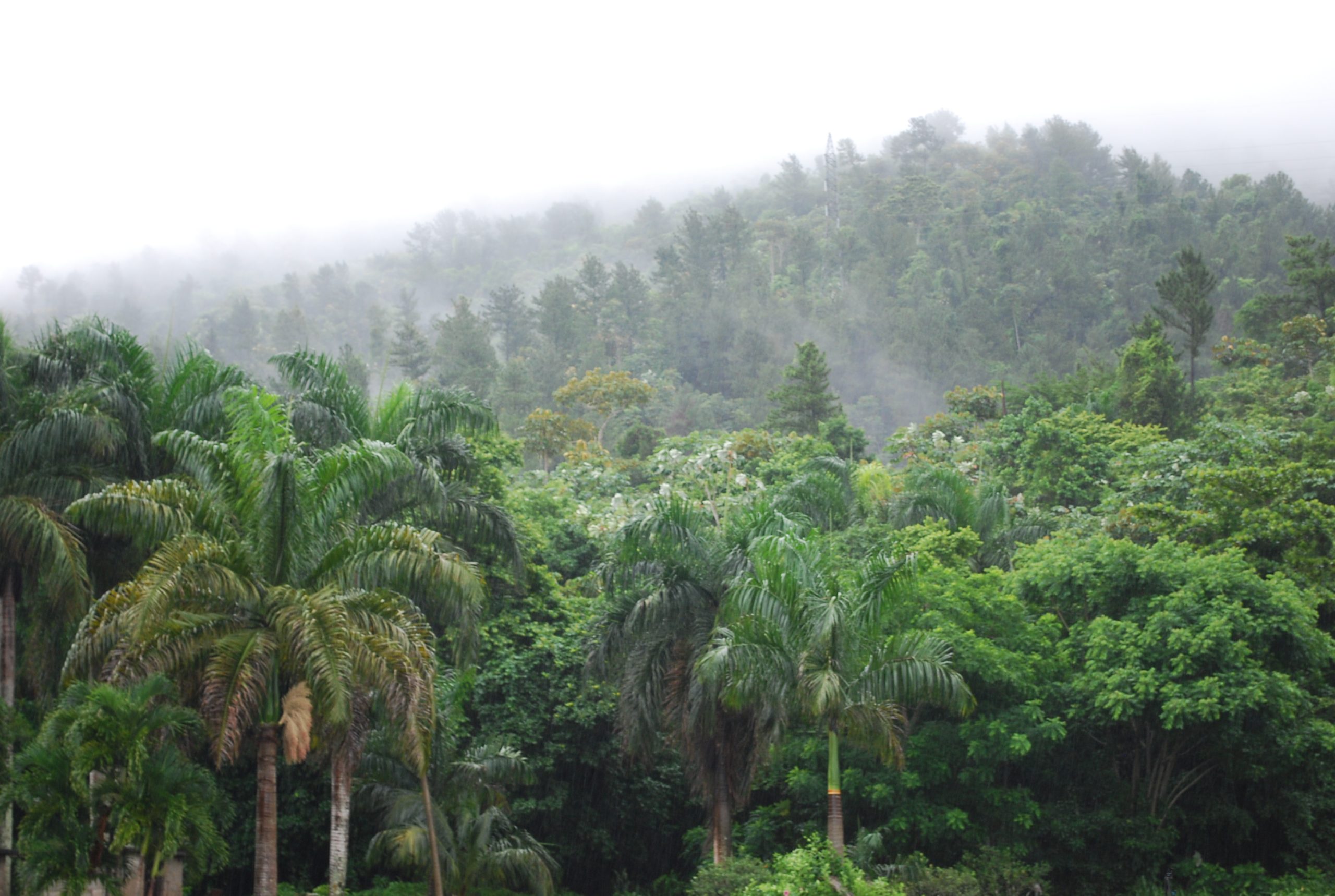 Bosque humedo- José Luis Soto