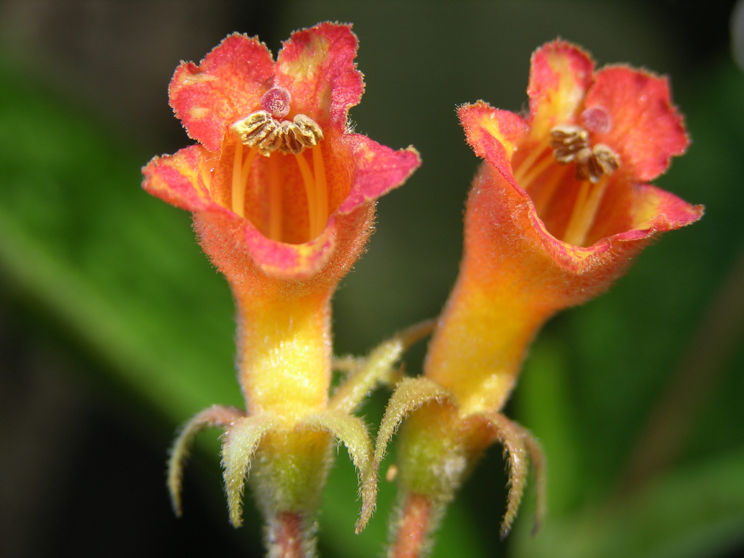 Chalina(Rhytidophyllum daisyanum) Francisco jimenez