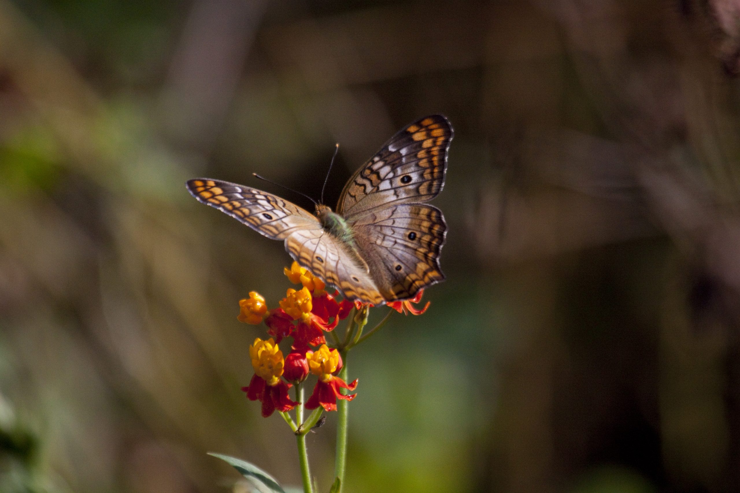 Monarca jamaiquina-Danaus cleophile-Jerry Bauer