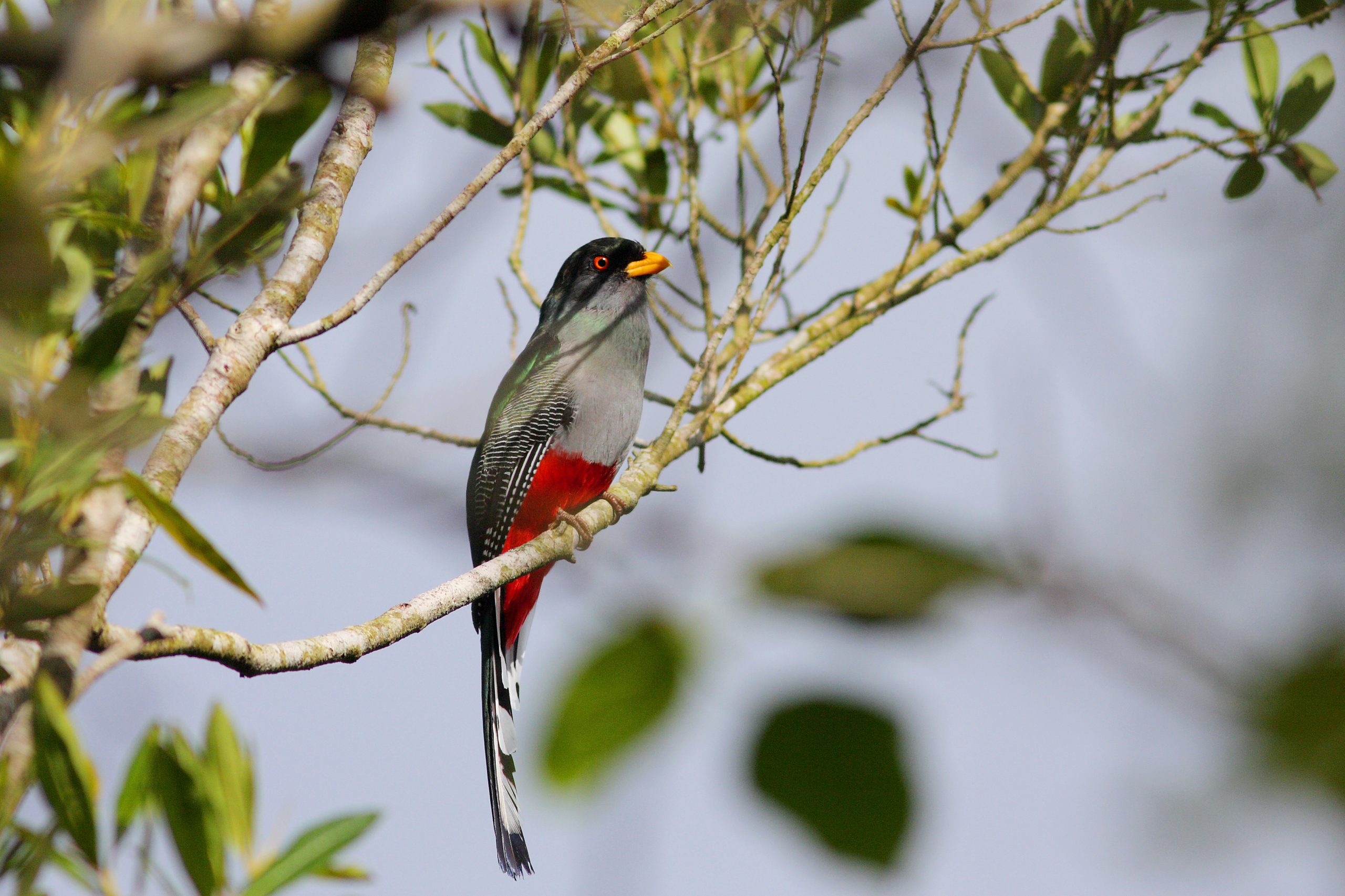 Papagayo (Priotelus roseigaster)_Miguel Landestoy