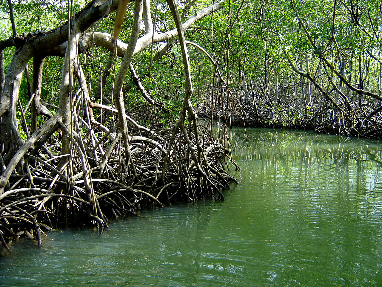 Parque Nacional Los Haitises- Irene Torrado