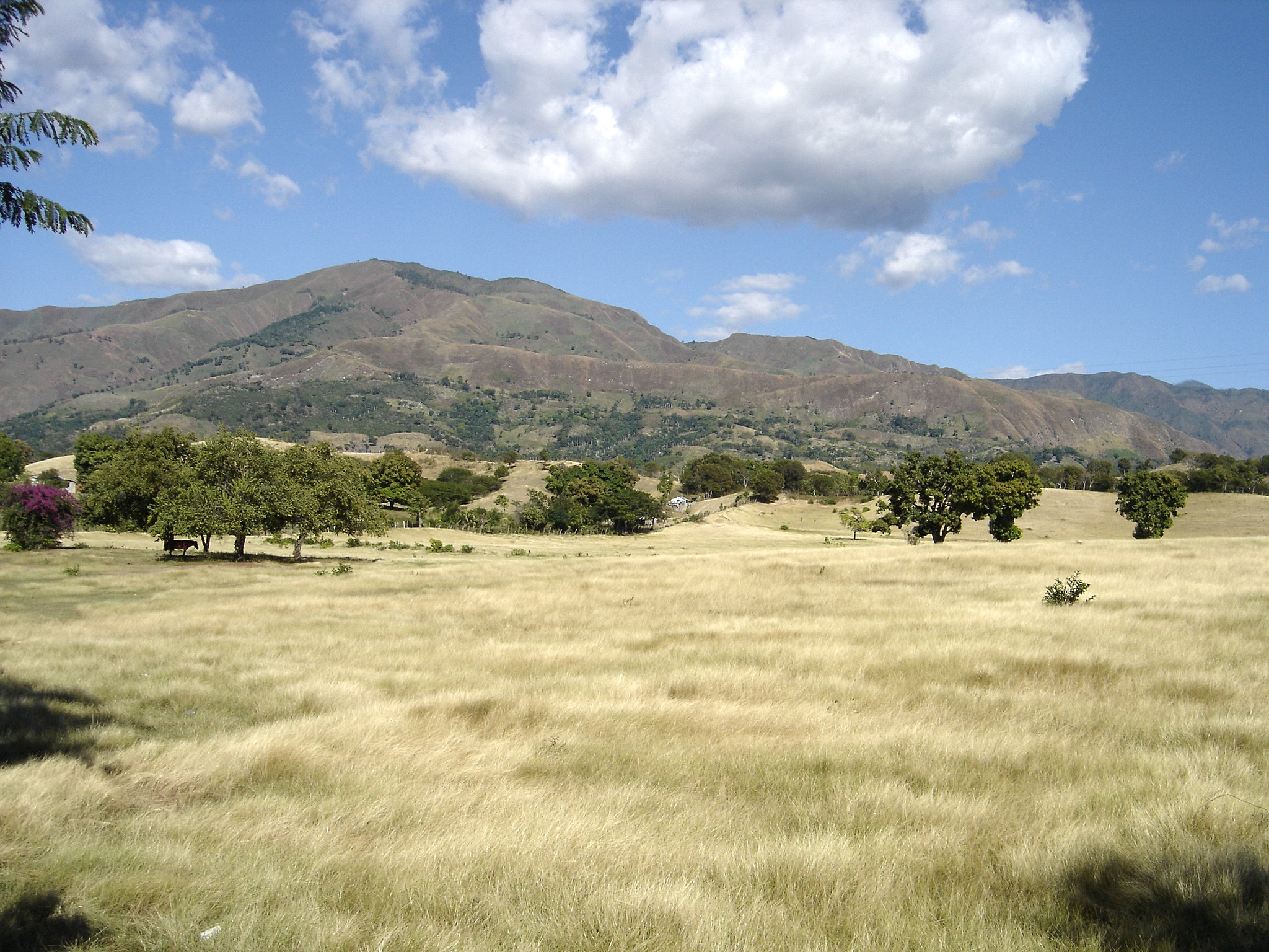 Vegetación de Sabana- Tomas Montilla