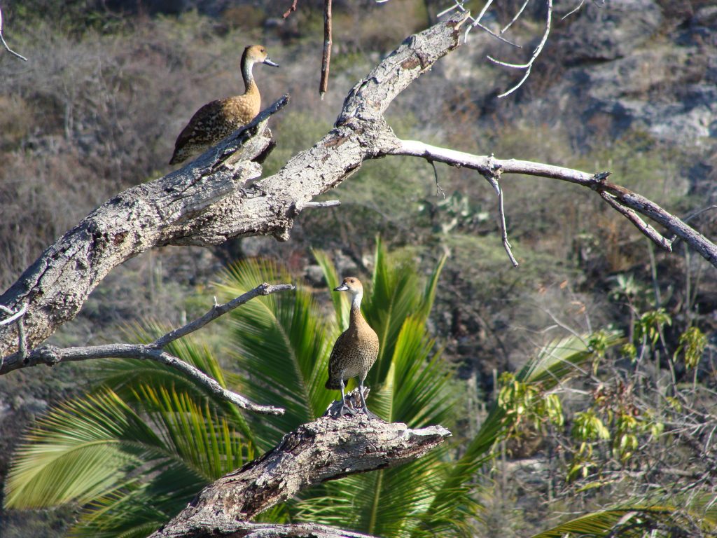 Parque Nacional Los Haitises- Miguel Landestoy