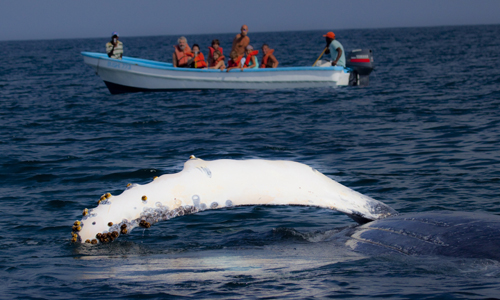 Whales in Samana Bay